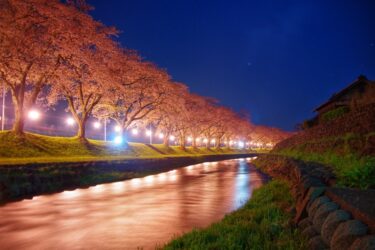 遊佐の夜桜を撮影するならここが一番！
